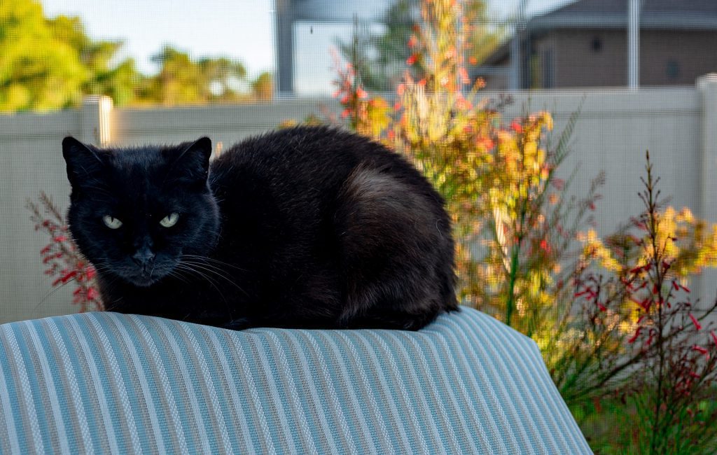 irrationale überzeugnungen superstition black cat