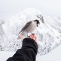 Vertrauen Vogel Hand 120x120 - Die 7 Grundsätze der Achtsamkeit