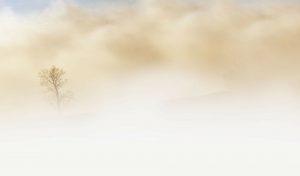 fog tree 300x176 - The 7 pillars of mindfulness - #3 Beginner's Mind