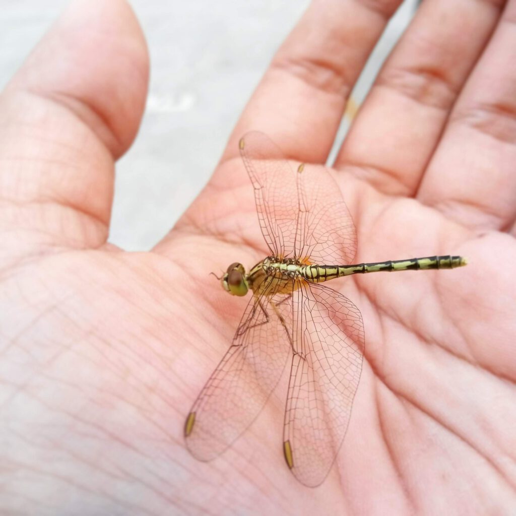 offene haende open hands libelle dragonfly 1024x1024 - Kindheitstrauma - Übung "Halbes Lächeln" und "Offene Hände"